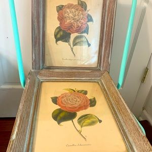 Vintage Sungott Art Creation Camellias Botanicals Engraving by A. Verschafeldt